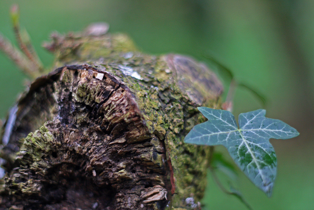 A small leaf growing next to a dead log
