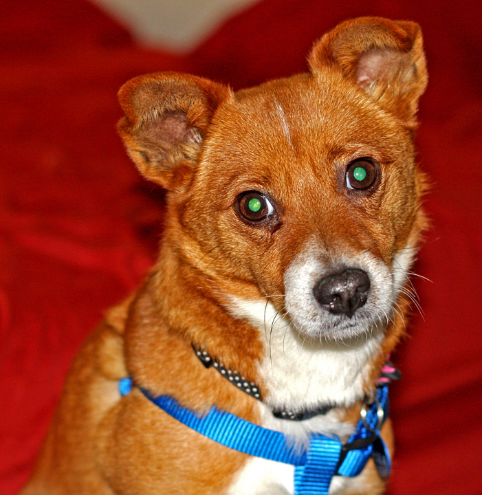 Ella Ella, our new dog
